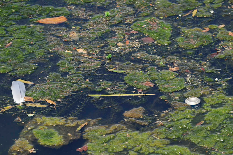 Georgia should recycle more